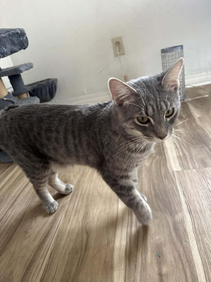 Finn