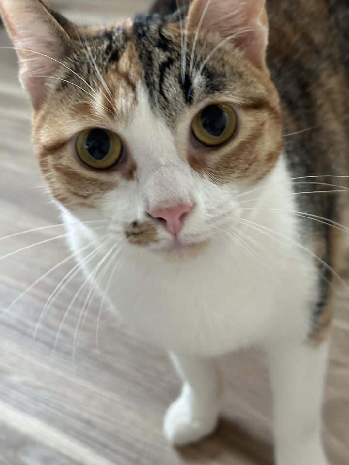 Poppy