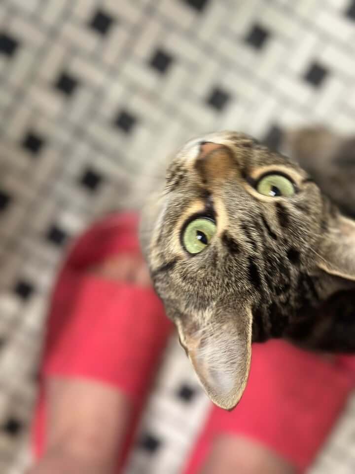 Leia