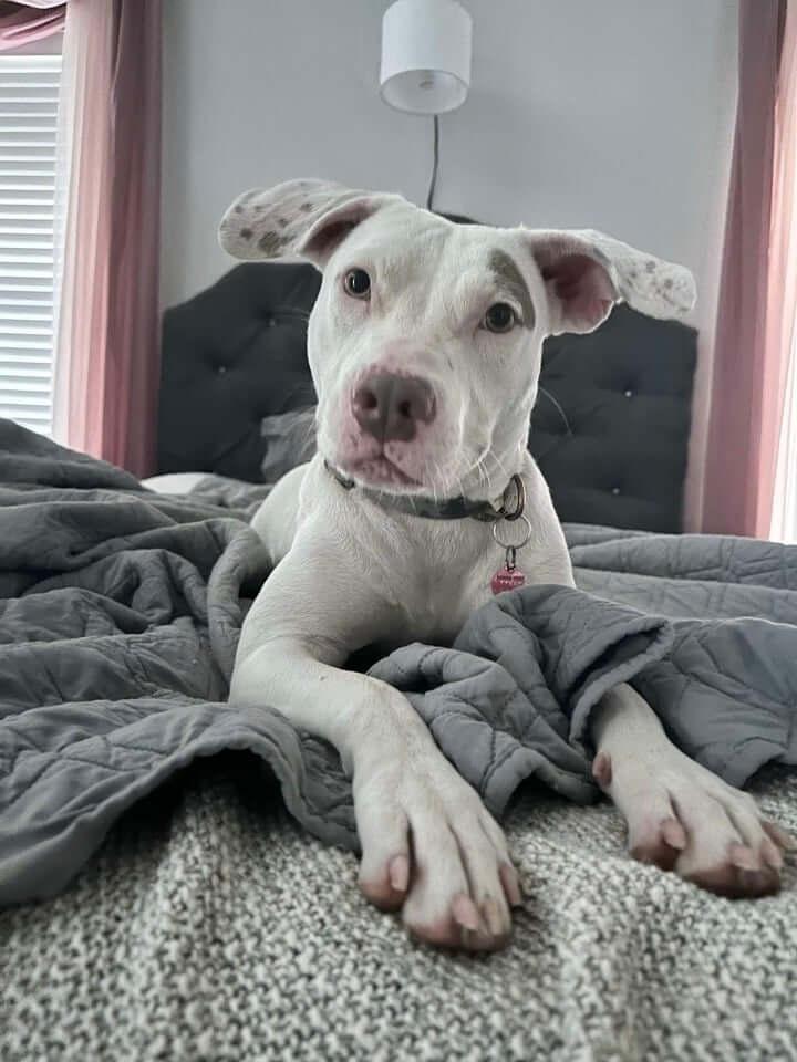 Sofie