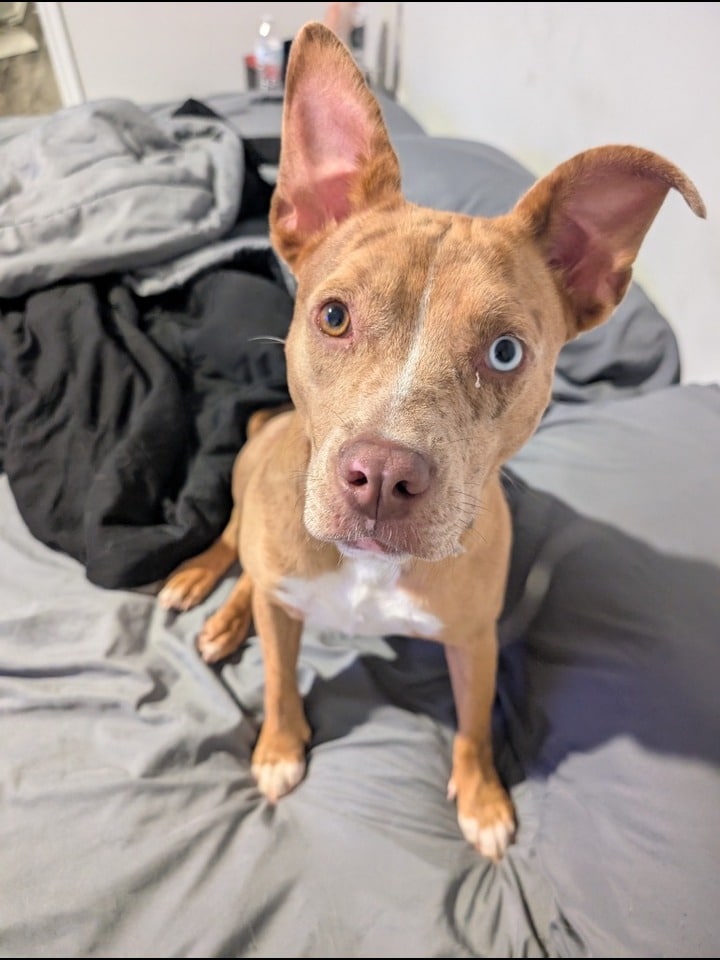 Rosie
